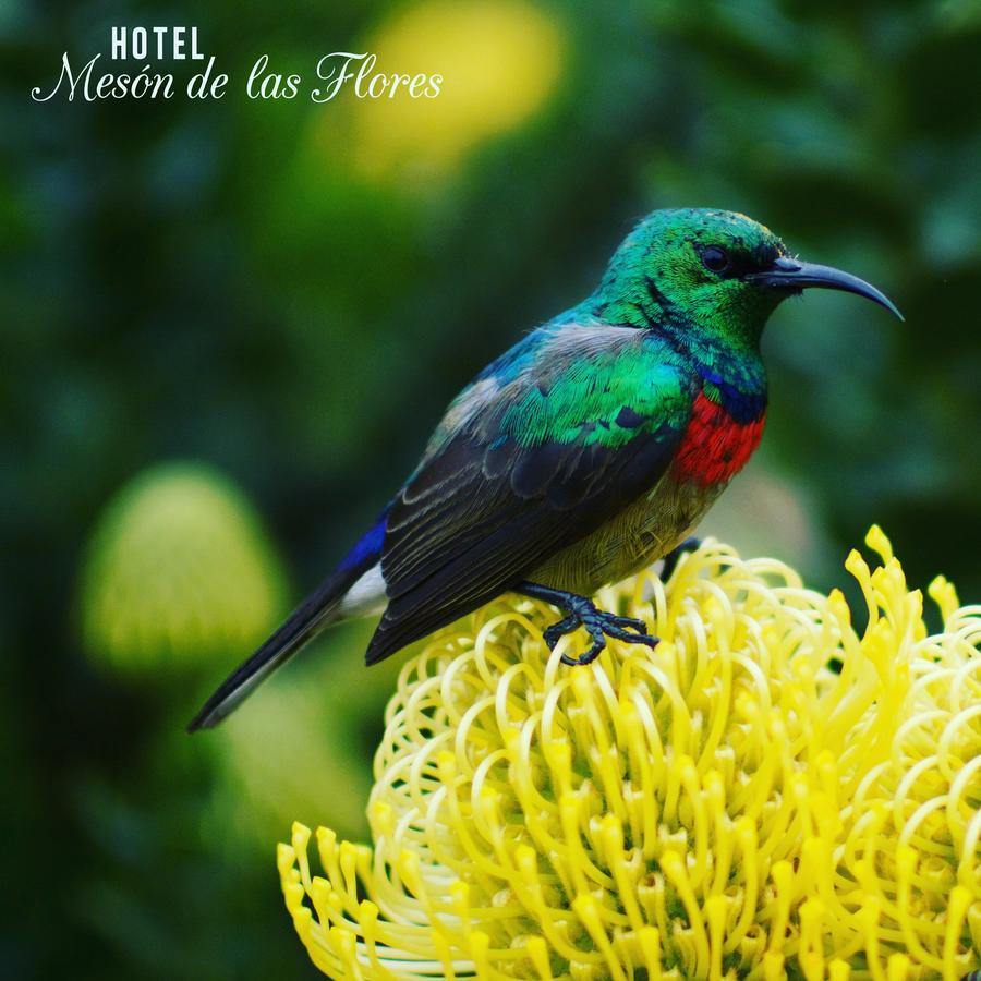 Hotel Meson De Las Flores アルメニア エクステリア 写真